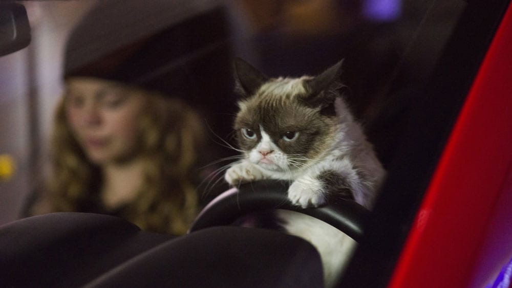 Watch: First Trailer for Grumpy Cat Lifetime Christmas Movie